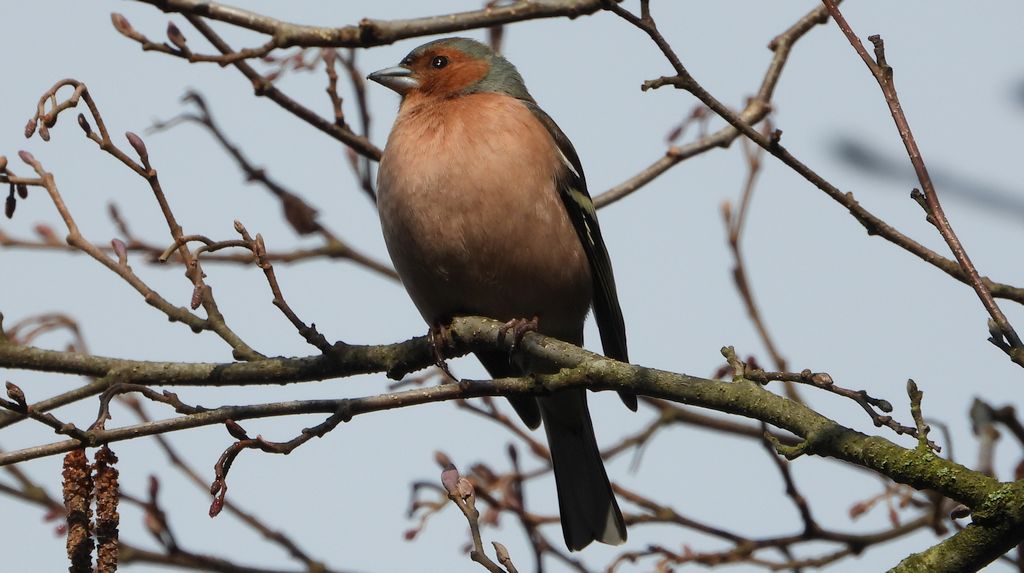Zięba (Fringilla coelebs)