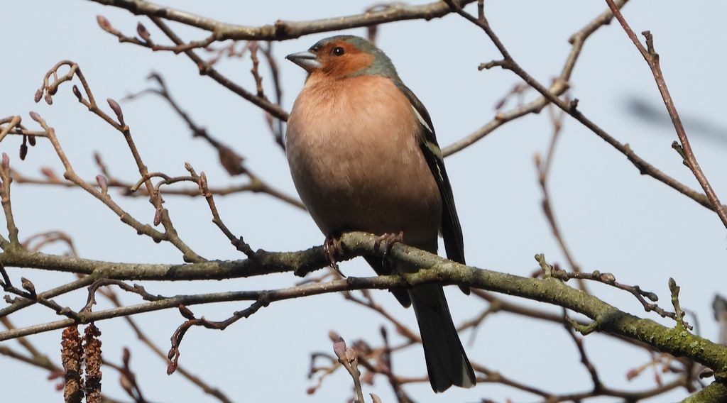 Zięba (Fringilla coelebs)