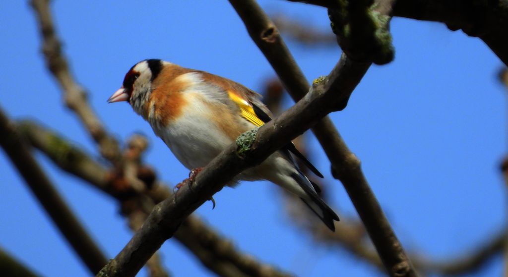 Szczygieł (Carduelis carduelis)
