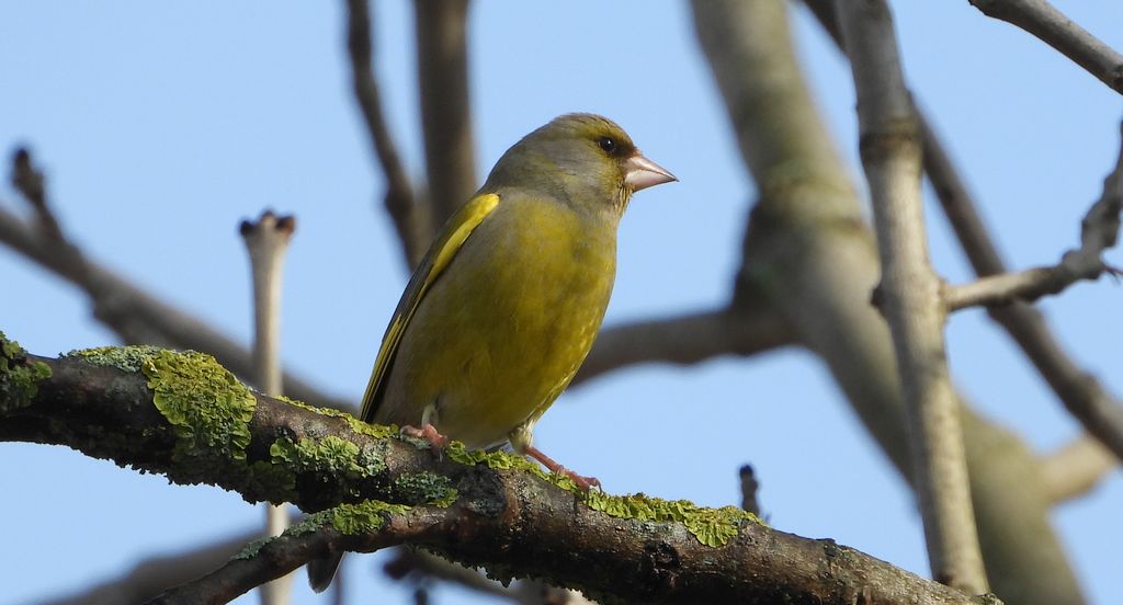 Dzwoniec (Chloris chloris)