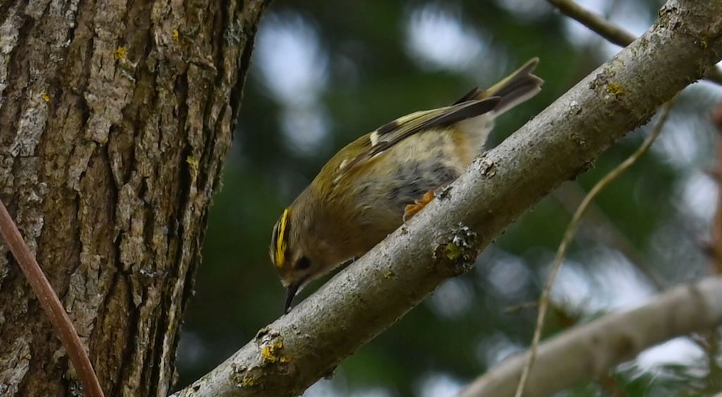 Mysikrólik (Regulus regulus)