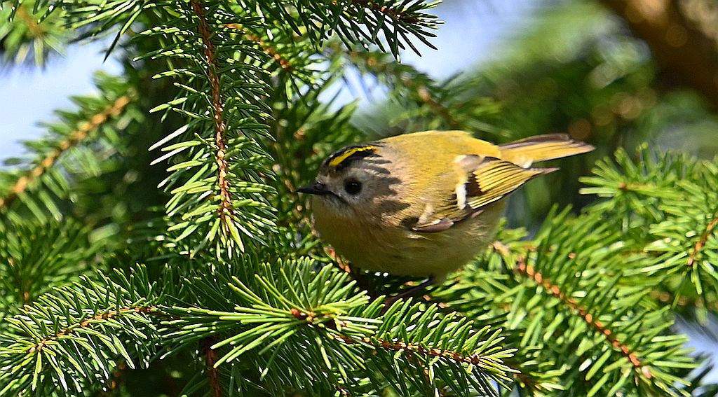 Mysikrólik (Regulus regulus)