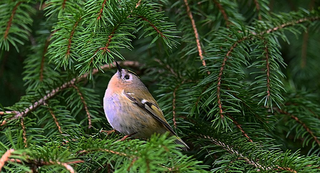 Mysikrólik (Regulus regulus)