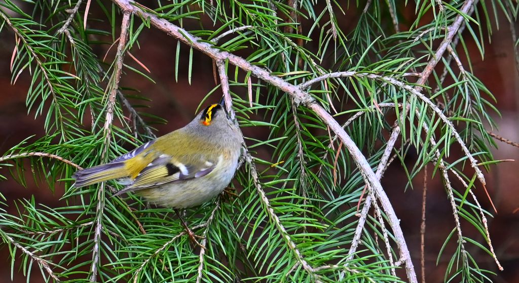 Mysikrólik (Regulus regulus)