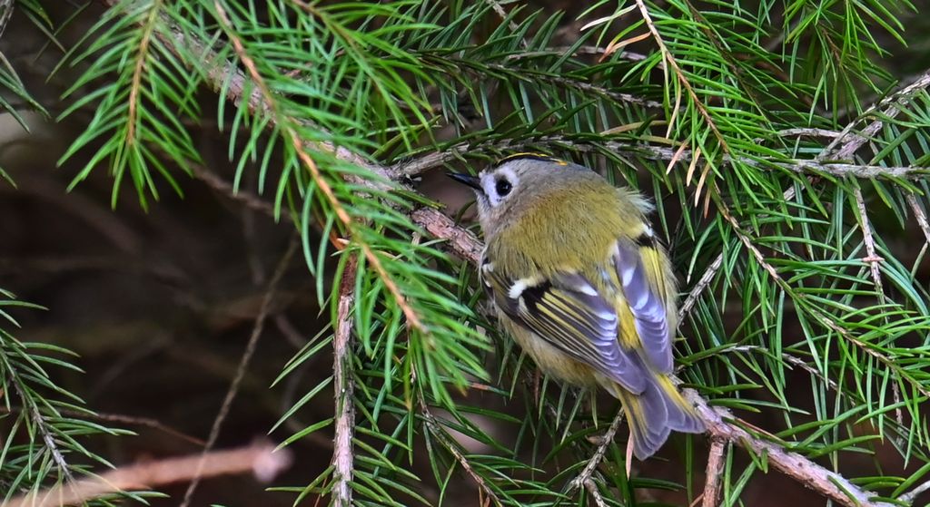 Mysikrólik (Regulus regulus)