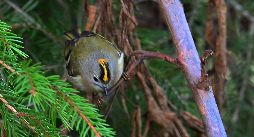 Mysikrólik (Regulus regulus)