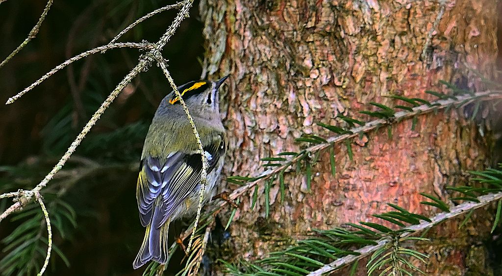 Mysikrólik (Regulus regulus)