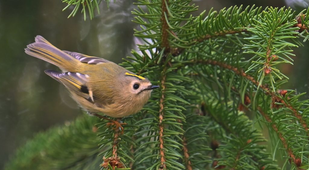 Mysikrólik (Regulus regulus)