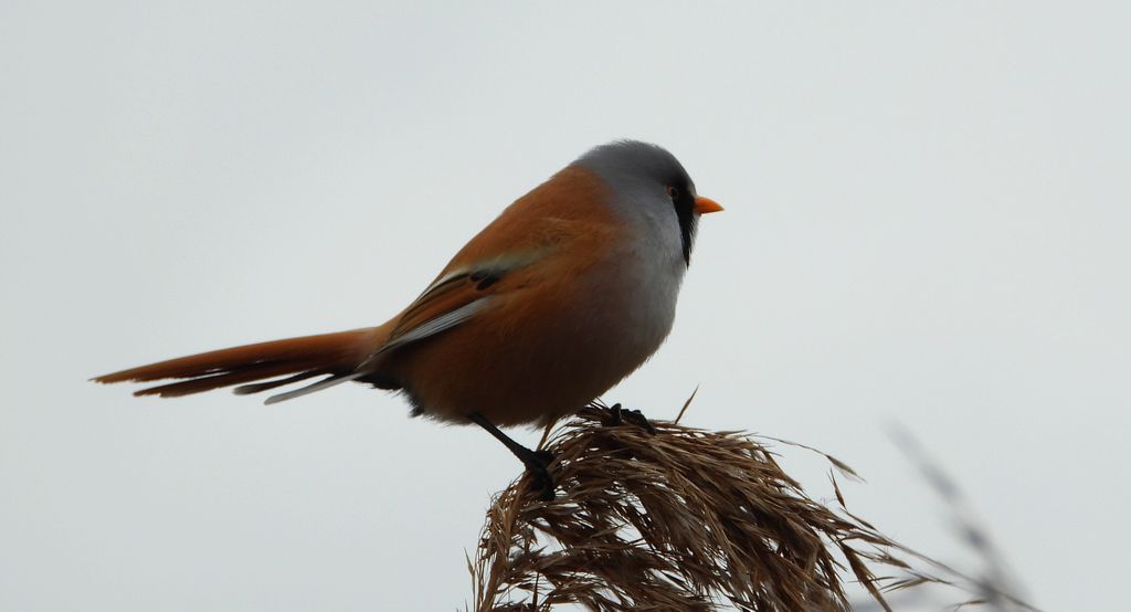 Wąsatka (Panurus biarmicus)