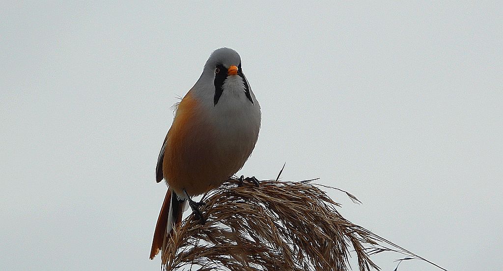 Wąsatka (Panurus biarmicus)