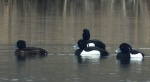 Czernica, kaczka czernica, kaczka czubata, kaczka czarnoczuba (Aythya fuligula)