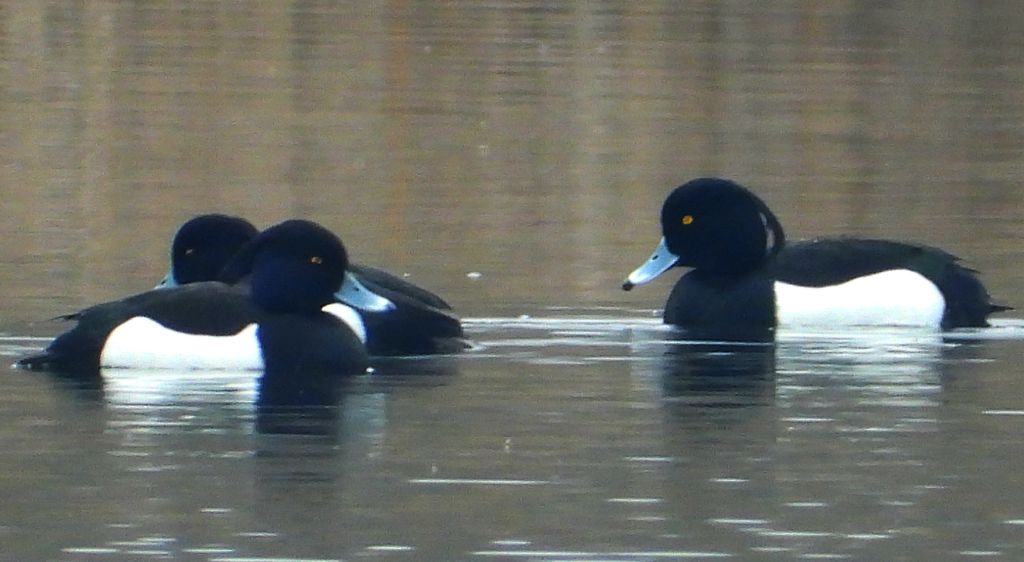 Czernica, kaczka czernica, kaczka czubata, kaczka czarnoczuba (Aythya fuligula)