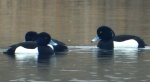 Czernica, kaczka czernica, kaczka czubata, kaczka czarnoczuba (Aythya fuligula)