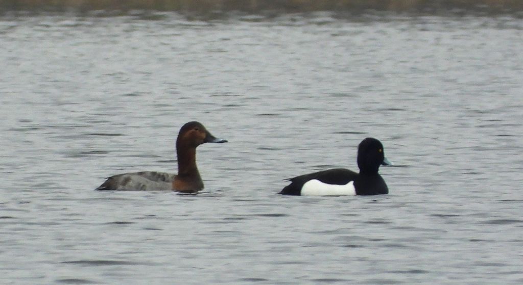 Czernica, kaczka czernica, kaczka czubata, kaczka czarnoczuba (Aythya fuligula) i głowienka, kaczka rdzawogłowa, kaczka czerwonoszyja, kaczka kasztanowata (Aythya ferina)