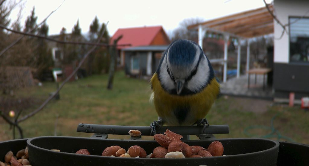 Modraszka zwyczajna, sikora modra, sikora modraszka (Cyanistes caeruleus)