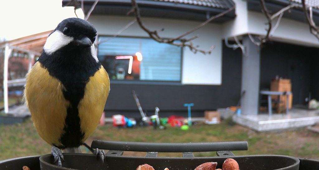 Bogatka, sikora bogatka (Parus major)