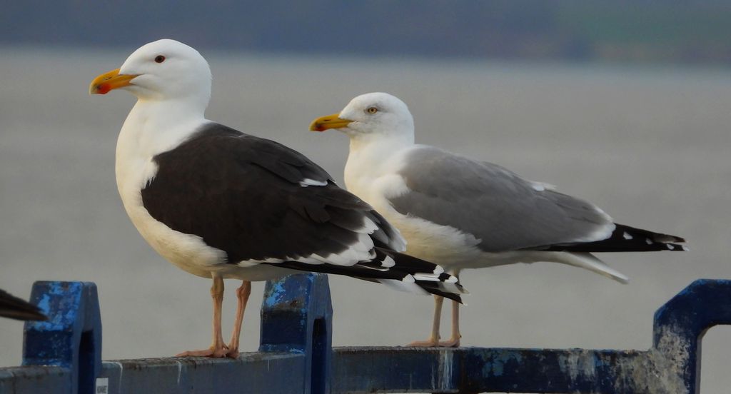 Mewa siodłata (Larus marinus) i mewa srebrzysta (Larus argentatus)