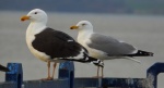 Mewa siodłata (Larus marinus) i mewa srebrzysta (Larus argentatus)