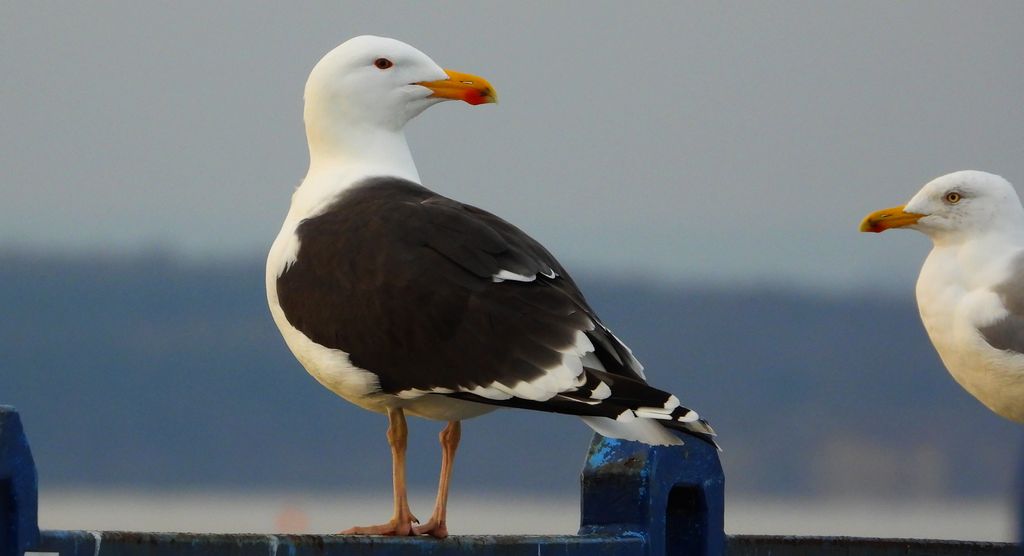 Mewa siodłata (Larus marinus) i mewa srebrzysta (Larus argentatus)