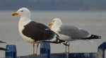 Mewa siodłata (Larus marinus) i mewa srebrzysta (Larus argentatus)