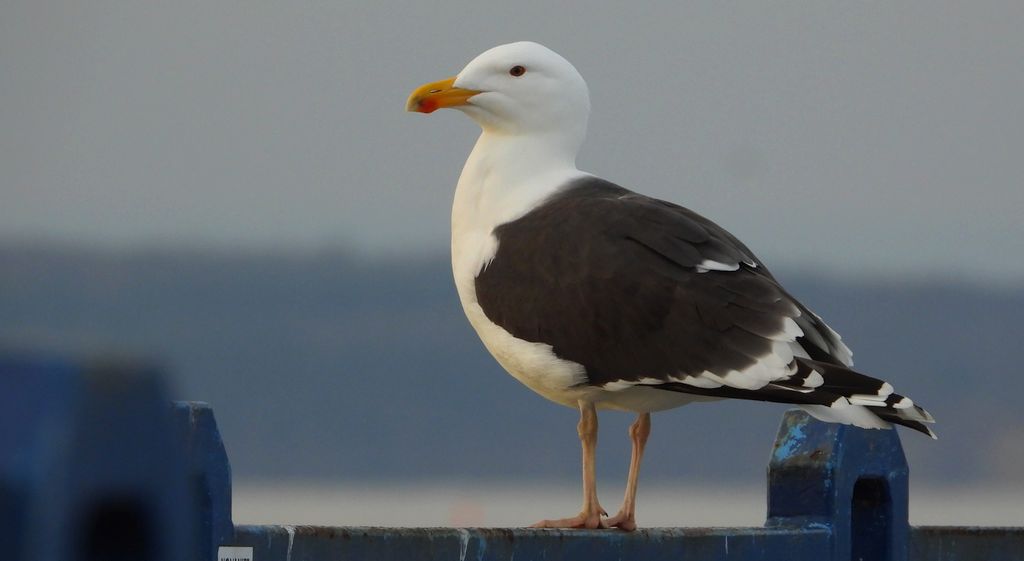 Mewa siodłata (Larus marinus)