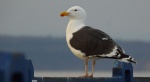Mewa siodłata (Larus marinus)
