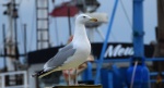 Mewa srebrzysta (Larus argentatus)