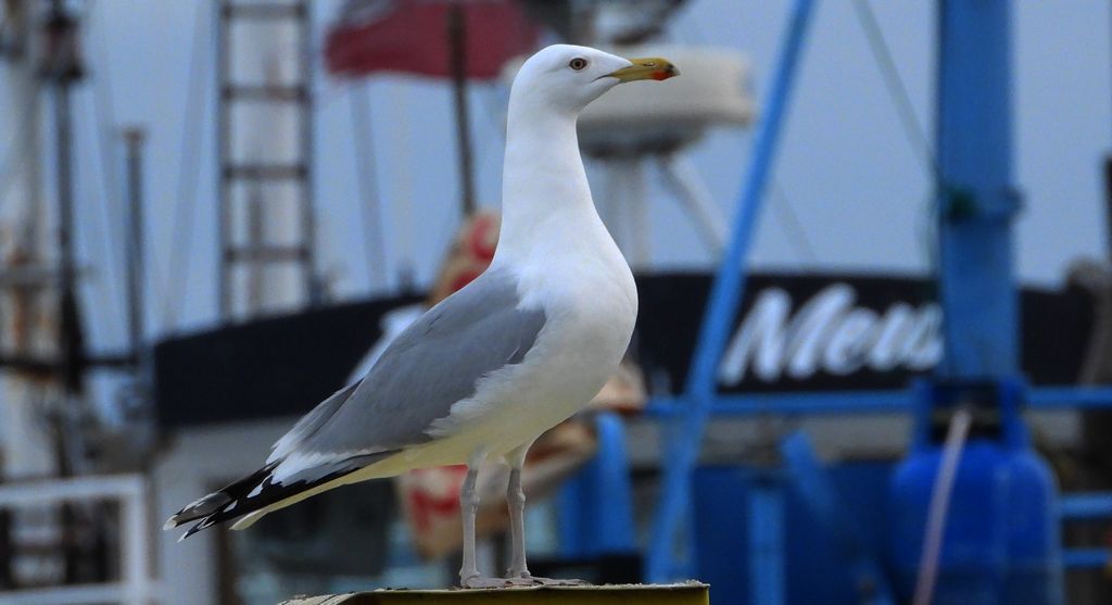Mewa srebrzysta (Larus argentatus)