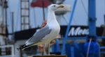 Mewa srebrzysta (Larus argentatus)
