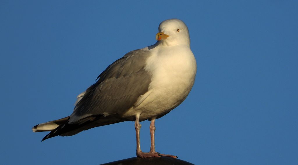 Mewa srebrzysta (Larus argentatus)