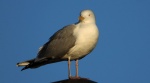 Mewa srebrzysta (Larus argentatus)