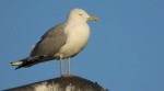 Mewa srebrzysta (Larus argentatus)