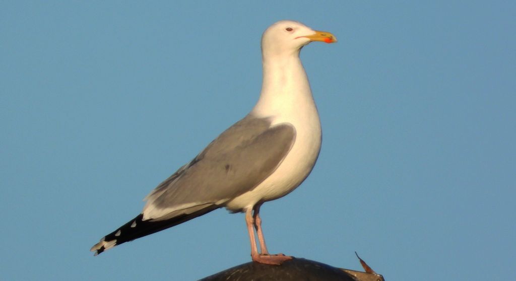 Mewa srebrzysta (Larus argentatus)