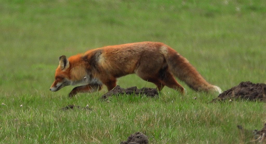 Lis rudy , lis pospolity (Vulpes vulpes)