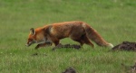 Lis rudy , lis pospolity (Vulpes vulpes)
