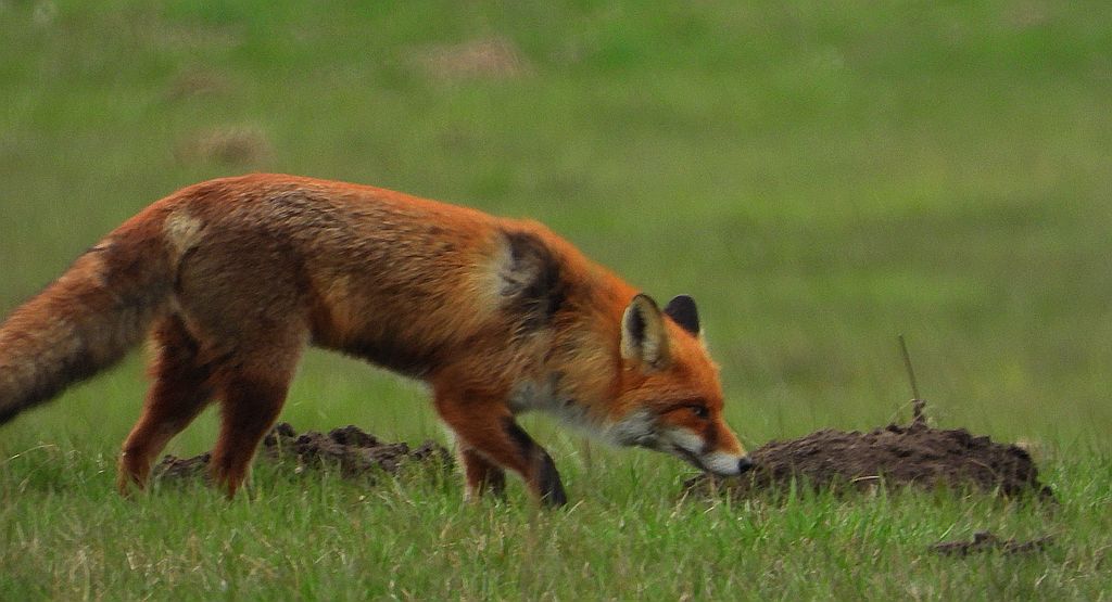 Lis rudy , lis pospolity (Vulpes vulpes)
