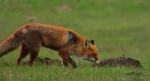 Lis rudy , lis pospolity (Vulpes vulpes)