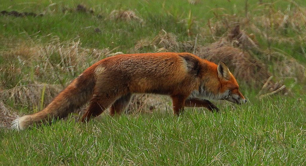 Lis rudy , lis pospolity (Vulpes vulpes)