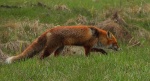 Lis rudy , lis pospolity (Vulpes vulpes)