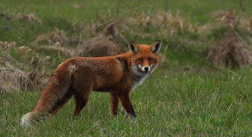 Lis rudy , lis pospolity (Vulpes vulpes)