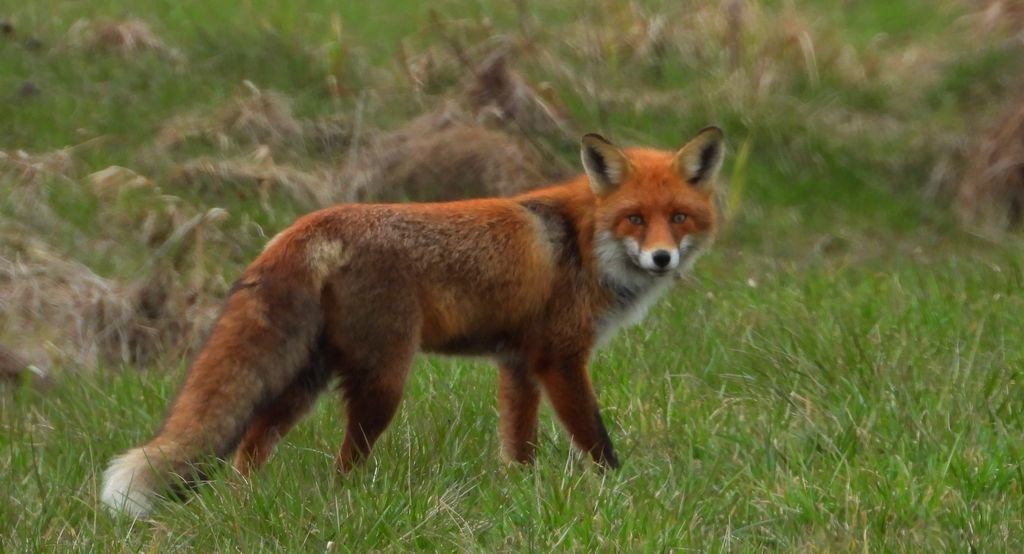 Lis rudy , lis pospolity (Vulpes vulpes)