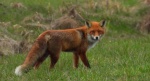 Lis rudy , lis pospolity (Vulpes vulpes)