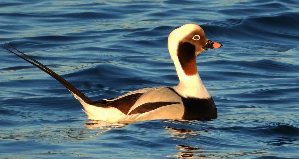 Lodówka, kaczka lodówka, (Clangula hyemalis)