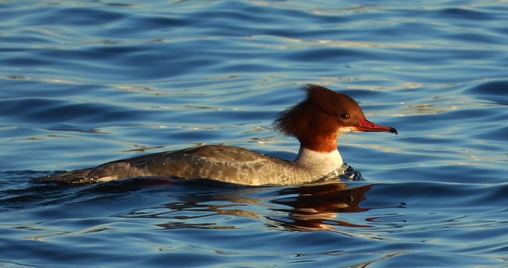Nurogęś, tracz nurogęś (Mergus merganser)