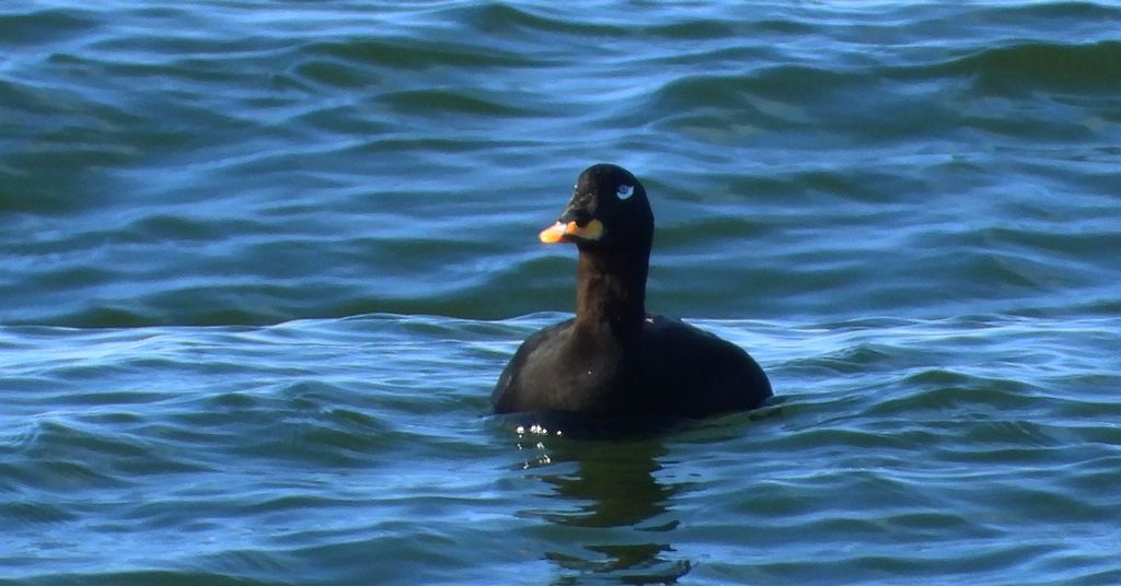 Uhla (Melanitta fusca)