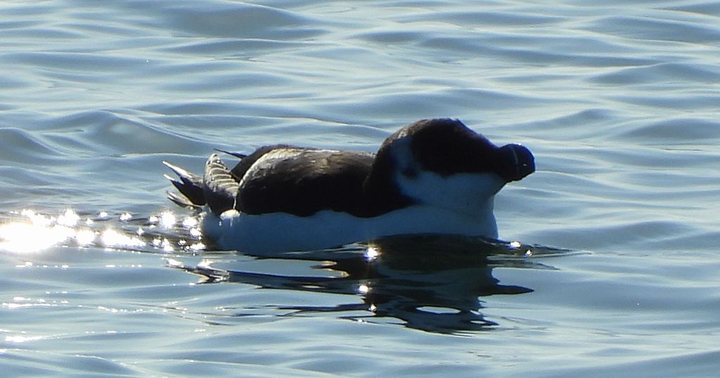 Alka, alka krzywonosa (Alca torda)