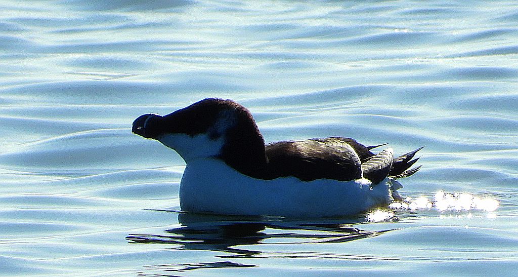 Alka, alka krzywonosa (Alca torda)