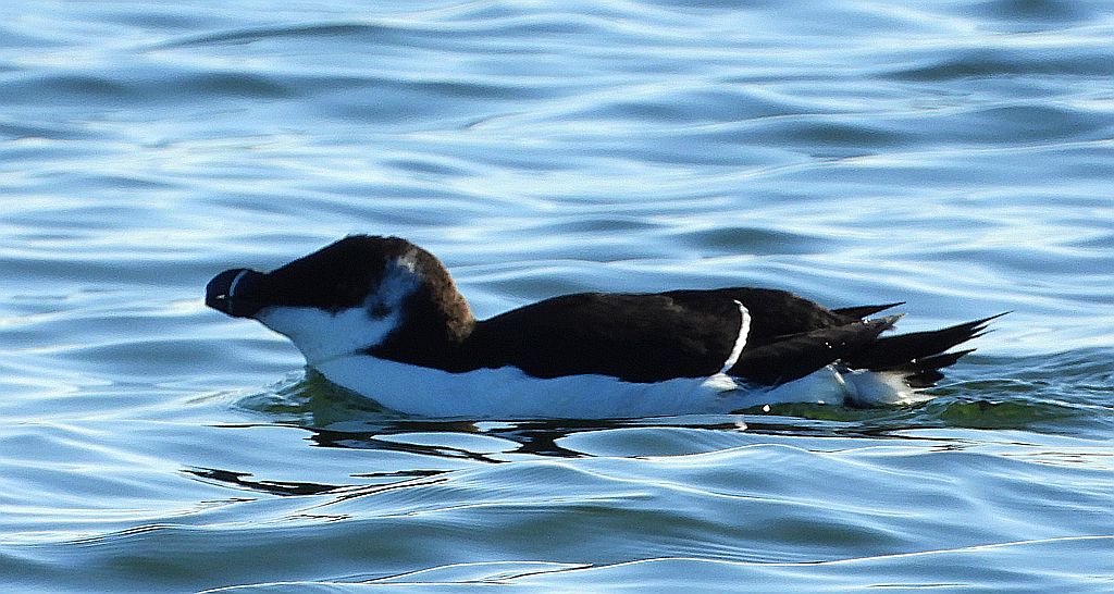 Alka, alka krzywonosa (Alca torda)