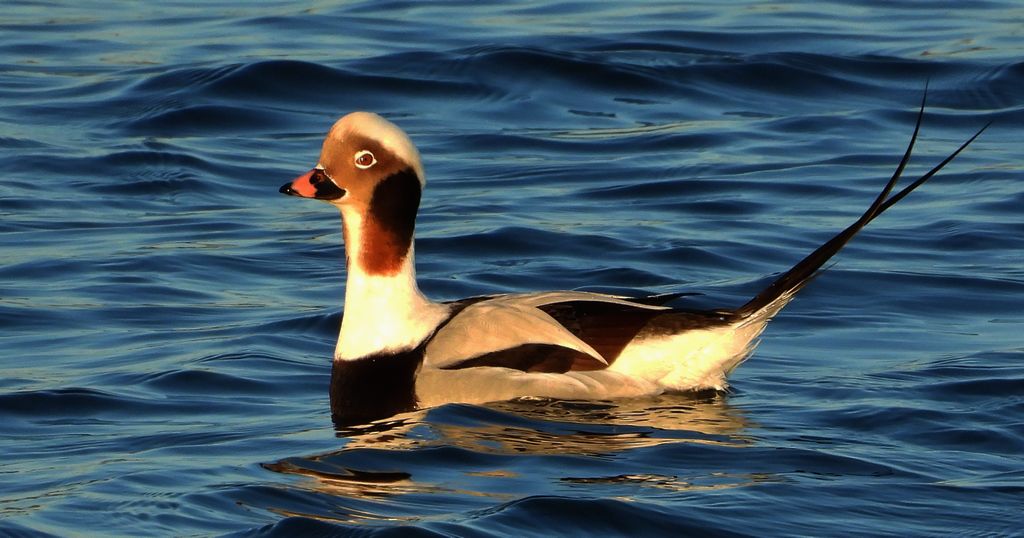 Lodówka, kaczka lodówka, (Clangula hyemalis)