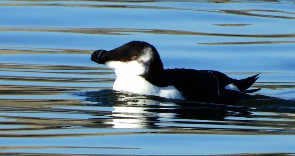 Alka, alka krzywonosa (Alca torda)